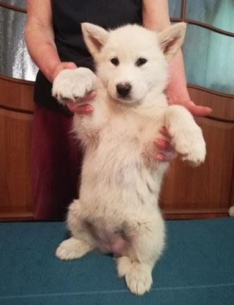 Verkaufe Alaskan Malamute Welpin Caro aus Polen