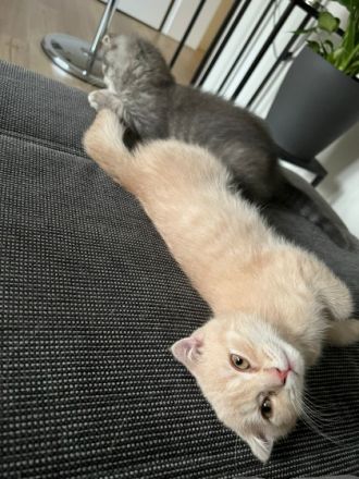 Hallo liebe Katzenfreunde, unsere BKH-Dame hat am 23.4