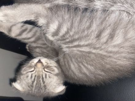 Hallo liebe Katzenfreunde, unsere BKH-Dame hat am 23.4