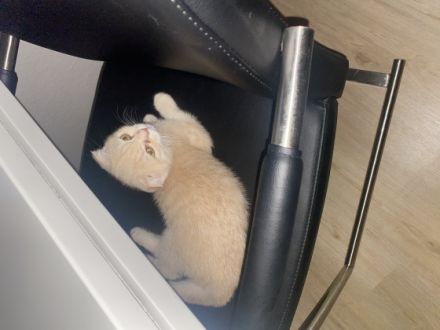 Hallo liebe Katzenfreunde, unsere BKH-Dame hat am 23.4