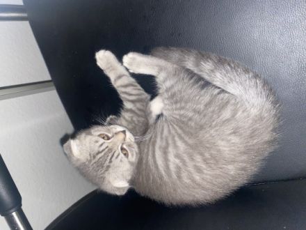 Hallo liebe Katzenfreunde, unsere BKH-Dame hat am 23.4