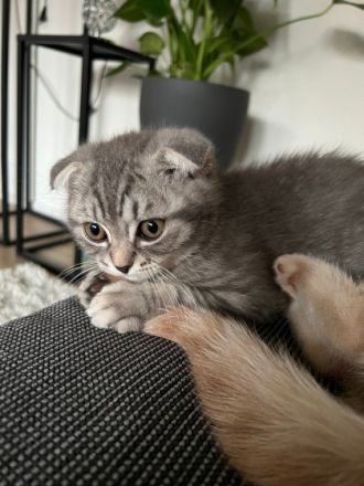 Hallo liebe Katzenfreunde, unsere BKH-Dame hat am 23.4