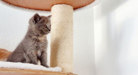 Katzenfreunde, Am 25. März 2022 hat unsere rote BKH 6