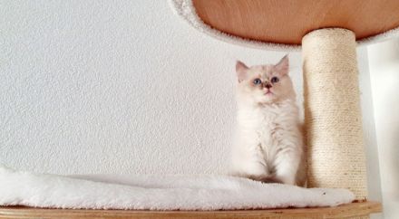 Katzenfreunde, Am 25. März 2022 hat unsere rote BKH 6