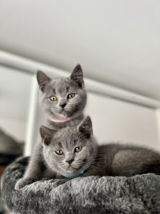 Hallo Ihr Lieben, Unsere BKH( Blue )Katze hat 8