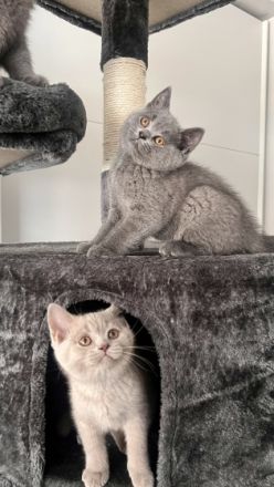 Hallo Ihr Lieben, Unsere BKH( Blue )Katze hat 8