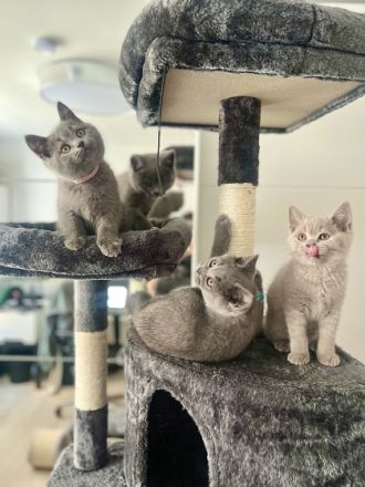 Hallo Ihr Lieben, Unsere BKH( Blue )Katze hat 8