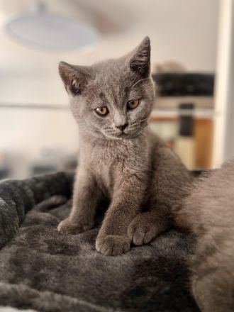 Hallo Ihr Lieben, Unsere BKH( Blue )Katze hat 8