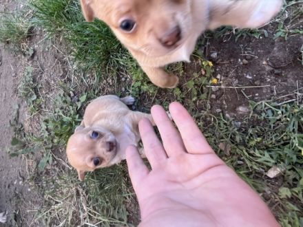 Am 28.5.22 hat unsere chihuahua-Mops Hündin 2 gesunde