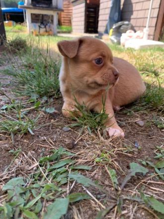 Am 28.5.22 hat unsere chihuahua-Mops Hündin 2 gesunde