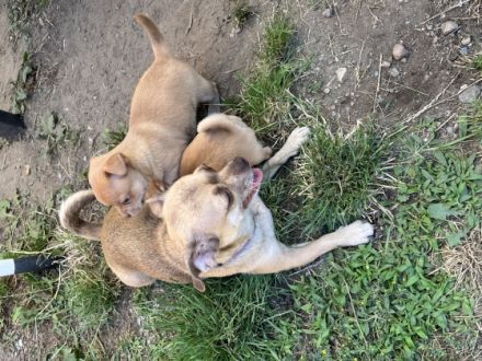 Am 28.5.22 hat unsere chihuahua-Mops Hündin 2 gesunde