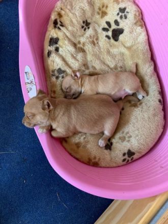 Am 28.5.22 hat unsere chihuahua-Mops Hündin 2 gesunde