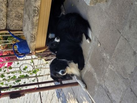 Luna ein Border Collie und Fly ein Australian Sheperd