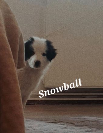 Luna ein Border Collie und Fly ein Australian Sheperd