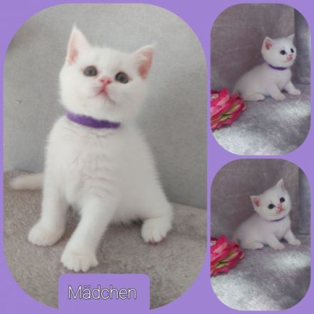 Reinrassige BKH Kitten ♥️mit Stammbaum♥️. Unsere 6