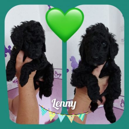 Unsere Doodlekinder jetzt 13 Wochen alt, dürfen jetzt