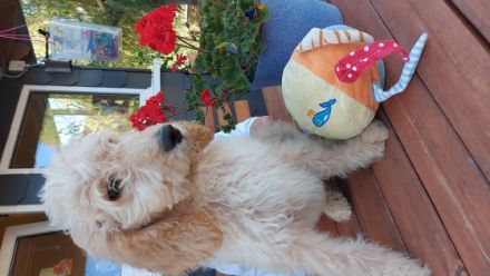 Unsere Doodlekinder jetzt 13 Wochen alt, dürfen jetzt