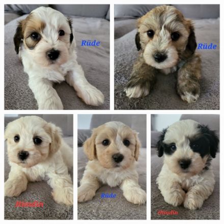 Hurra, Hurra unsere Welpen sind da!!! 8 wunderschöne