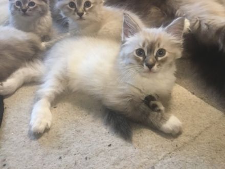 Nur noch 1 Bubi und 2 Mädels!!! Am 26.04.hat unsere