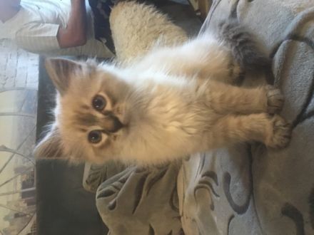 Nur noch 1 Bubi und 2 Mädels!!! Am 26.04.hat unsere