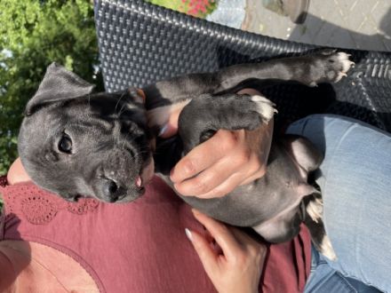 Hallöchen :-) Am 12.05.2022 haben 9 Welpen das Licht