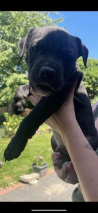 Hallöchen :-) Am 12.05.2022 haben 9 Welpen das Licht