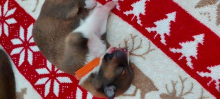 Unsere Sternchen sind am 18. 06.2022 auf die Welt