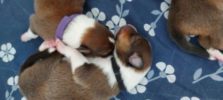 Unsere Sternchen sind am 18. 06.2022 auf die Welt