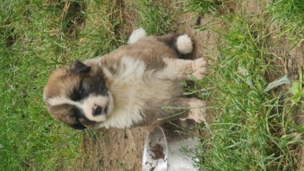 Unsere Bärchen haben knuffige Babys. Es ist ein Mix