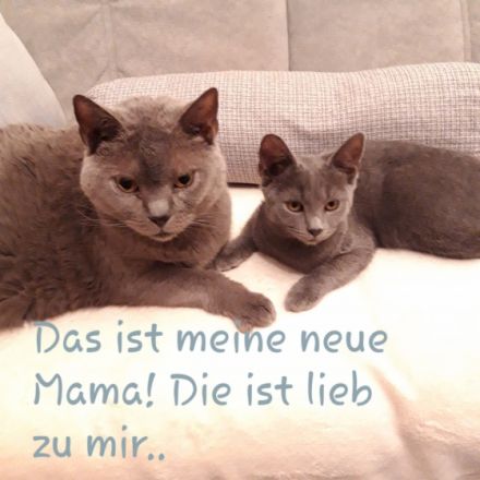 Chartreux von Villa Ingenheim