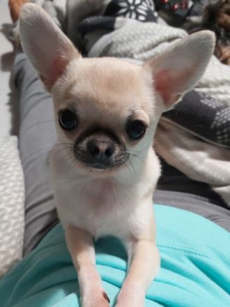 Chihuahua namens Filu in gute Hände zu verkaufen. Er