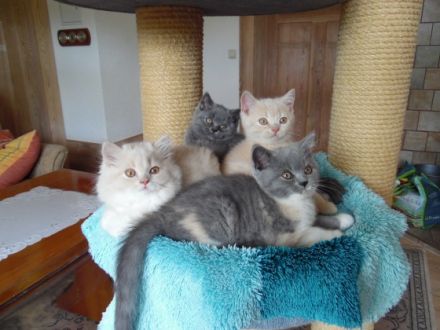 BKH und BLH vom Bernsteinlicht