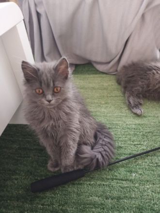 Zwei zuckersüße Katzen britische Rasse mit lange Haaren