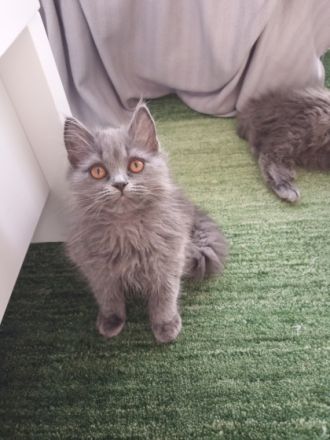 Zwei zuckersüße Katzen britische Rasse mit lange Haaren