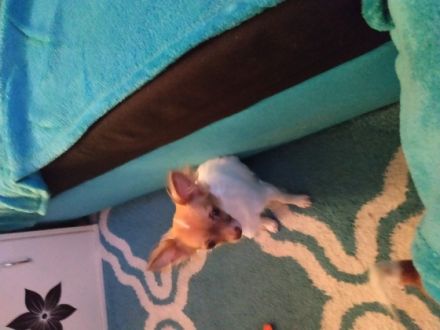 Ani, Wunderschöne langhaar Chihuahua. Sehr Schmusen