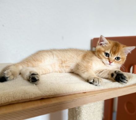 Hallo liebe Katzenfreunde, unsere wunderschöne,