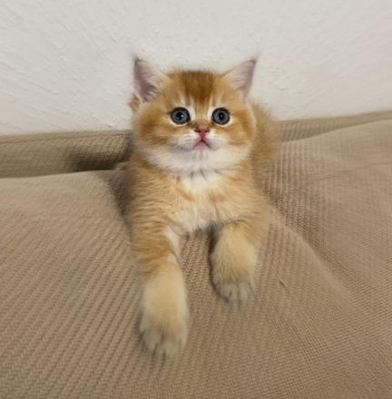 Hallo liebe Katzenfreunde, unsere wunderschöne,