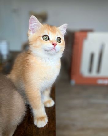 Hallo liebe Katzenfreunde, unsere wunderschöne,