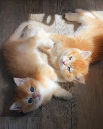 Hallo liebe Katzenfreunde, unsere wunderschöne,