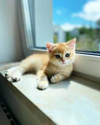 Hallo liebe Katzenfreunde, unsere wunderschöne,