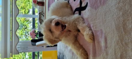 Hallo, wir suchen neuen zuhause für unsere Kleine