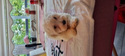 Hallo, wir suchen neuen zuhause für unsere Kleine