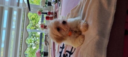 Hallo, wir suchen neuen zuhause für unsere Kleine