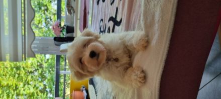 Hallo, wir suchen neuen zuhause für unsere Kleine