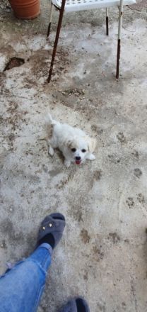 Hallo, Die kleinen süßen verspielten Malteser Mischling