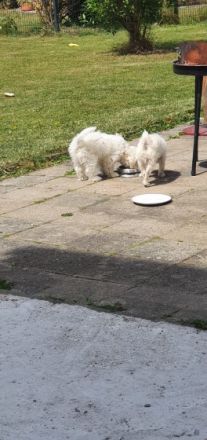 Hallo, Die kleinen süßen verspielten Malteser Mischling