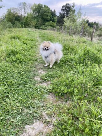 Mylo Mini Pomeranian Zwergspitz