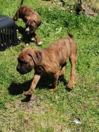 Unsere edda hat 8 reinraasige Boxer Welpen am 01.04.22
