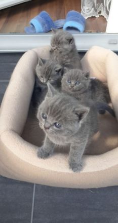 Unsere reinrassige BKH Katze hat am 11.05.2022 Kätzchen