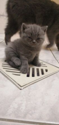 Unsere reinrassige BKH Katze hat am 11.05.2022 Kätzchen